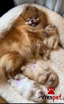 Ράτσα: Πομεράνιαν - Pomeranian | Ηλικία: 3 μηνών | Φύλο: Αρσενικό | Αρ. Microchip: 985112209825630 | Ιδιώτης | Εκπαιδευμένο | Pedigree | Περιοχή: Αθήνα, Αττική